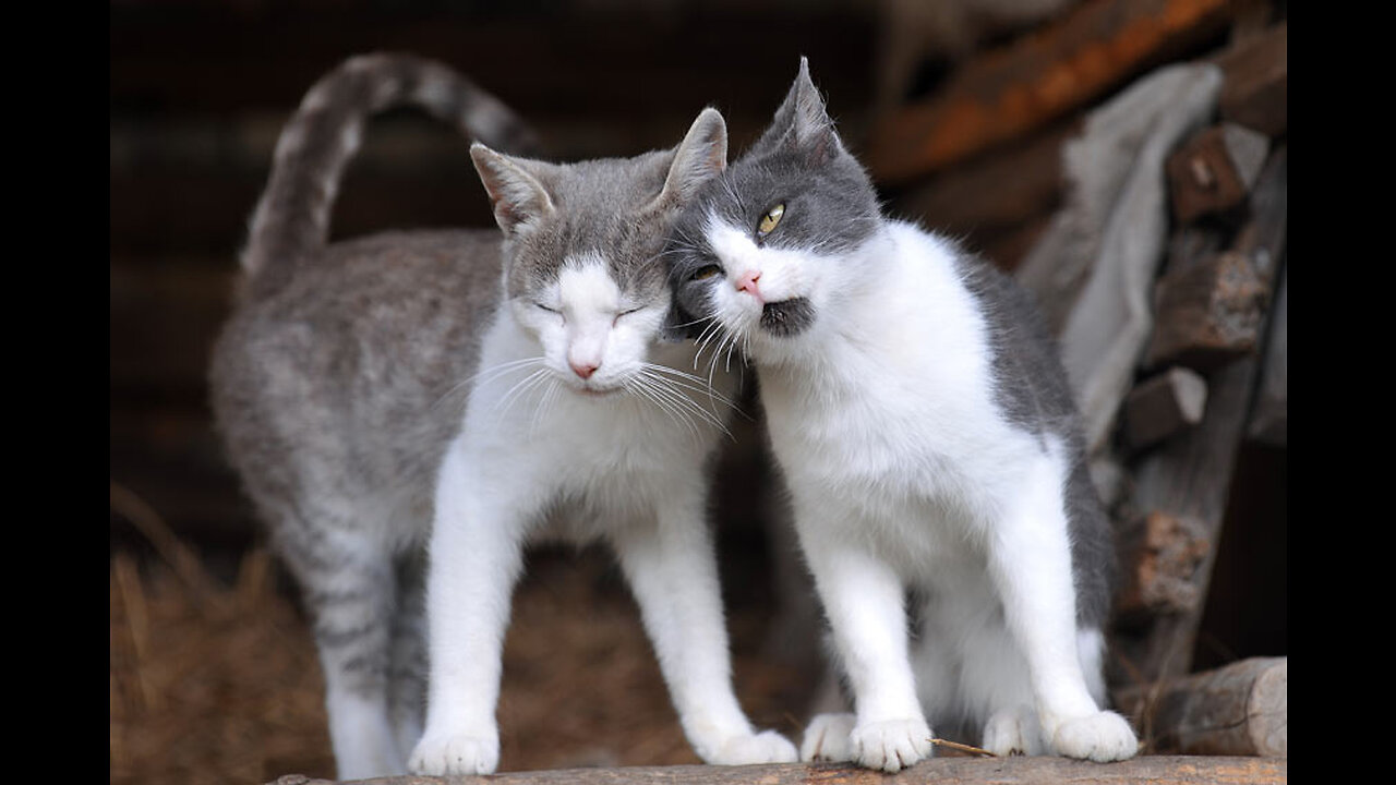 Bloody Brother Cats Meowing Fighting - You'll Regret Skipping Watching This Video