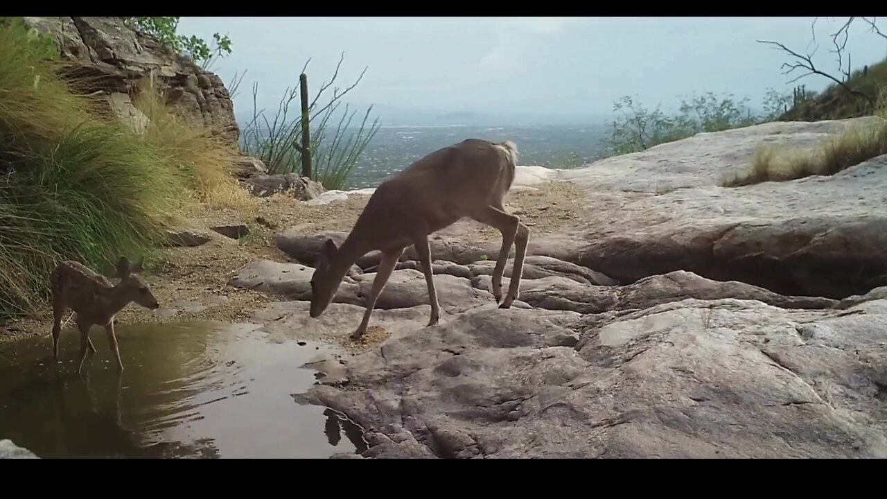 The Bobcat and an unfortunate fawn😮💥