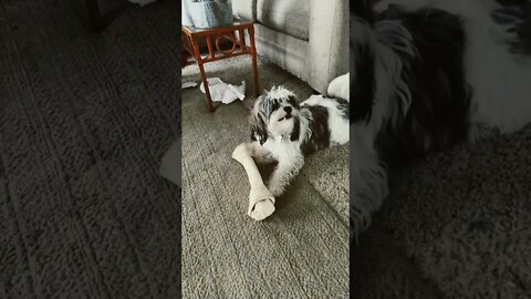 Big bone little dog!!!
