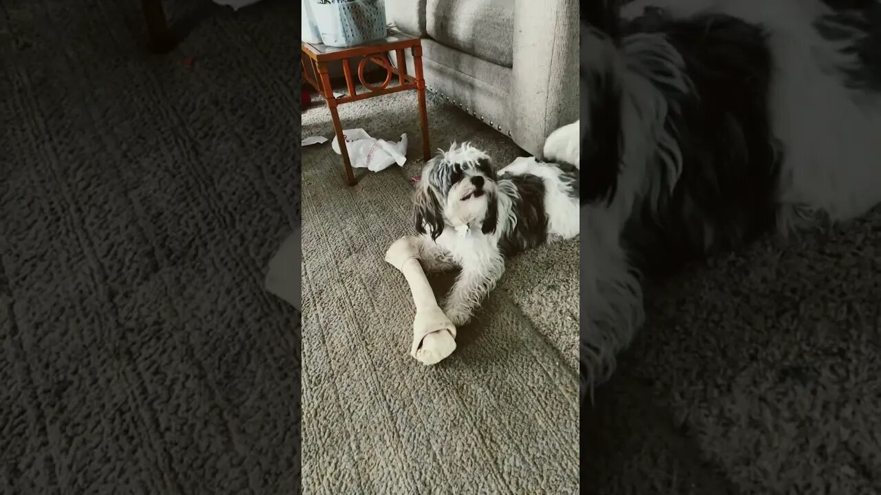 Big bone little dog!!!