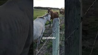 Meu cavalo fim de tarde