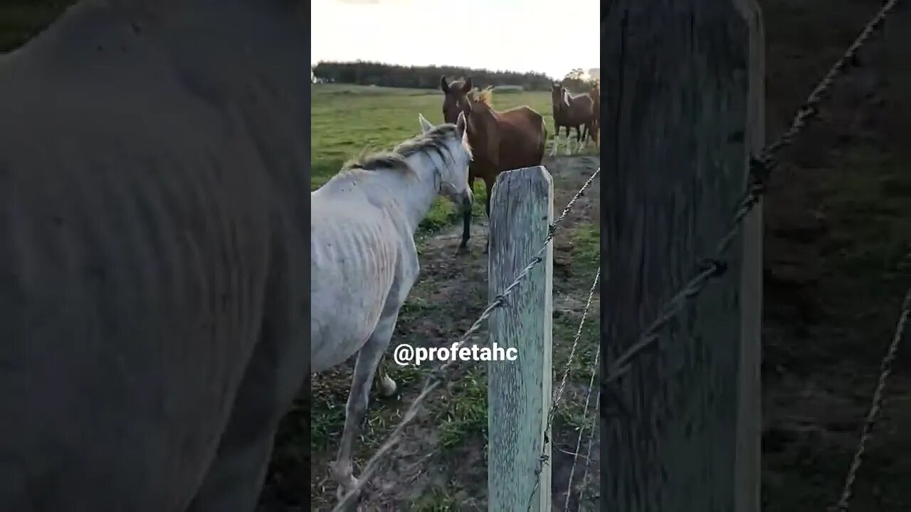 Meu cavalo fim de tarde