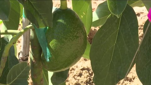 Frostproof farmer plants Central Florida’s first commercial avocado trees