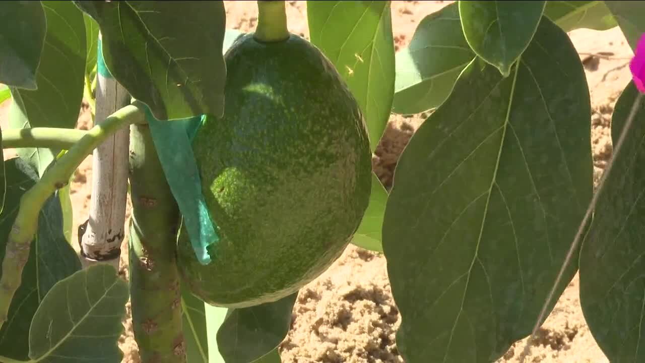 Frostproof farmer plants Central Florida’s first commercial avocado trees