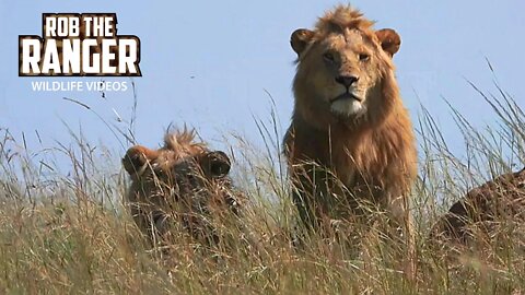 Lions Stalk Buffalo and Warthog Unsuccessfully | Maasai Mara Safari | Zebra Plains