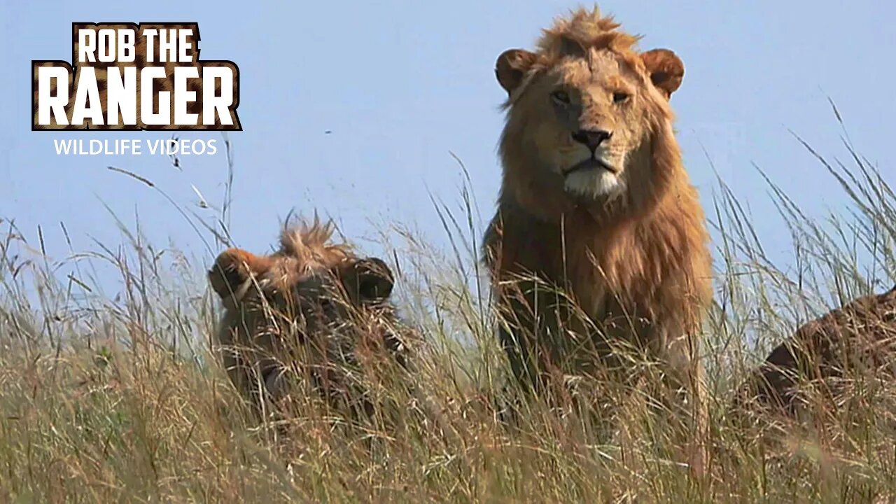 Lions Stalk Buffalo and Warthog Unsuccessfully | Maasai Mara Safari | Zebra Plains