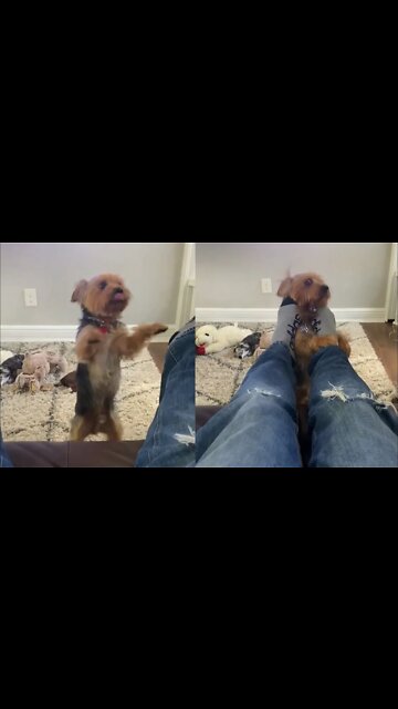 Ferocious Yorkie Attacks Owners Feet!