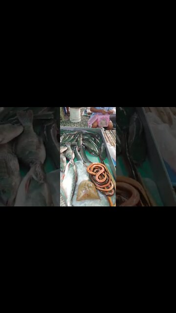 Tilapia and Catfish Prices in Thailand Market