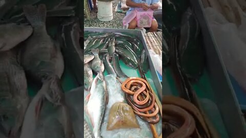 Tilapia and Catfish Prices in Thailand Market