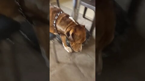 LionO The Pitty Bully