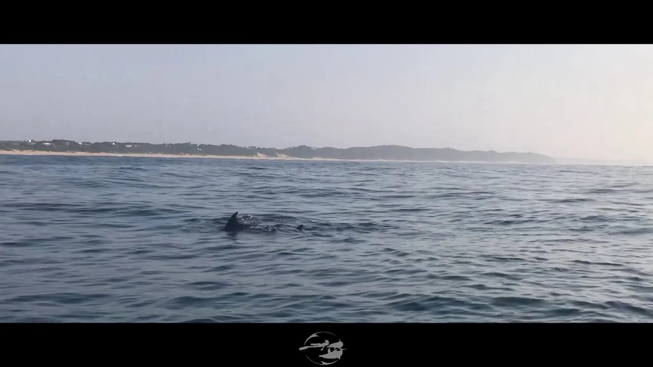 Dolphin Diary 140819 @ 08h00