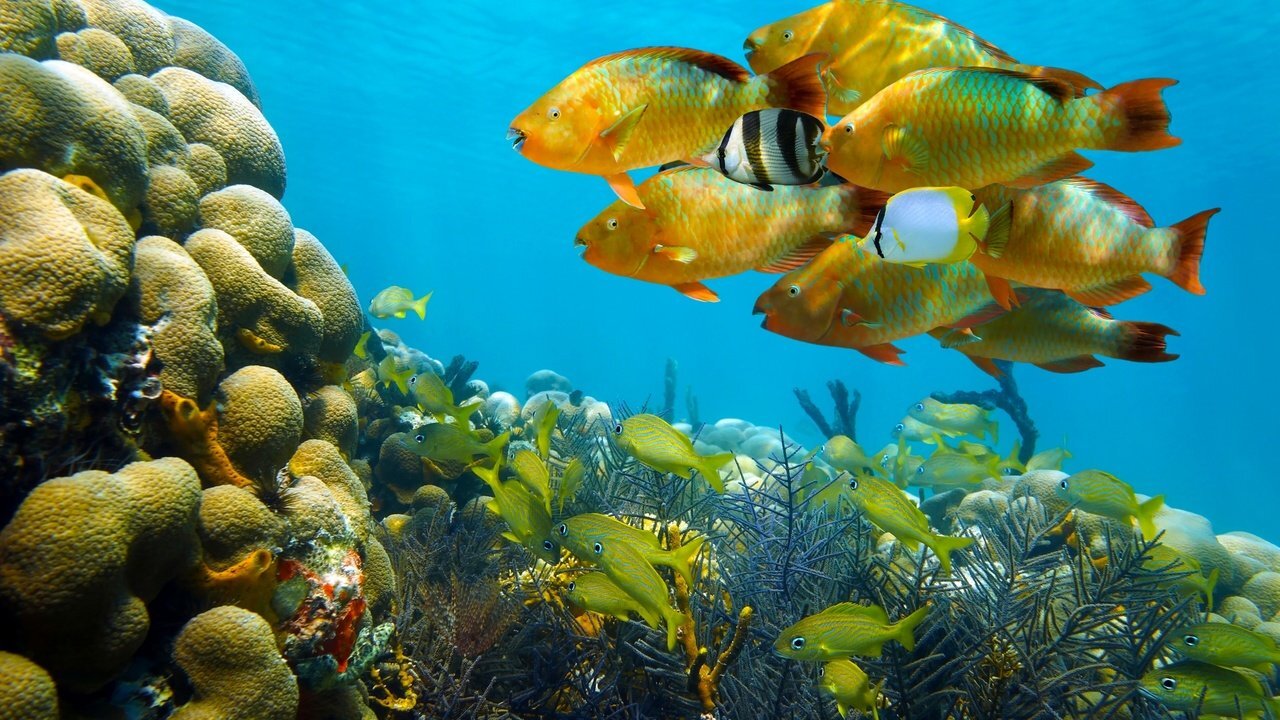 Ocean life, Underwater Videos | Underwater world, Ocean animals, Sea world