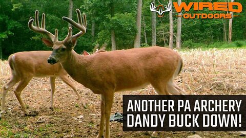 2021 - Another PA Archery Dandy Buck Down!