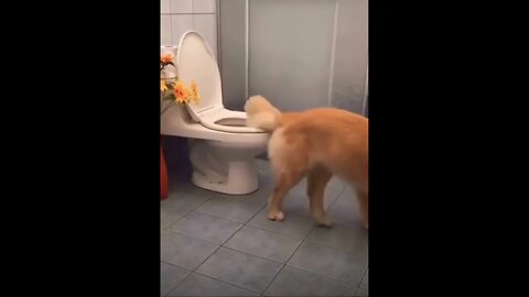 Funny doggo 👑 🥺❤️ please get this viral | #viral | #funnydogs | #trending | #shorts