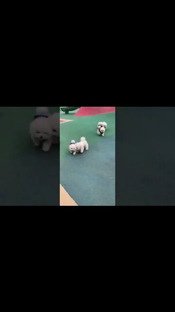 OS CACHORRINHOS MAIS ENGRAÇADOS DO MUNDO - inscreve-se no CANAL #shorts
