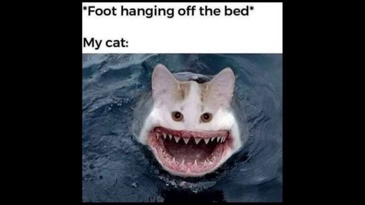 ylyl 1