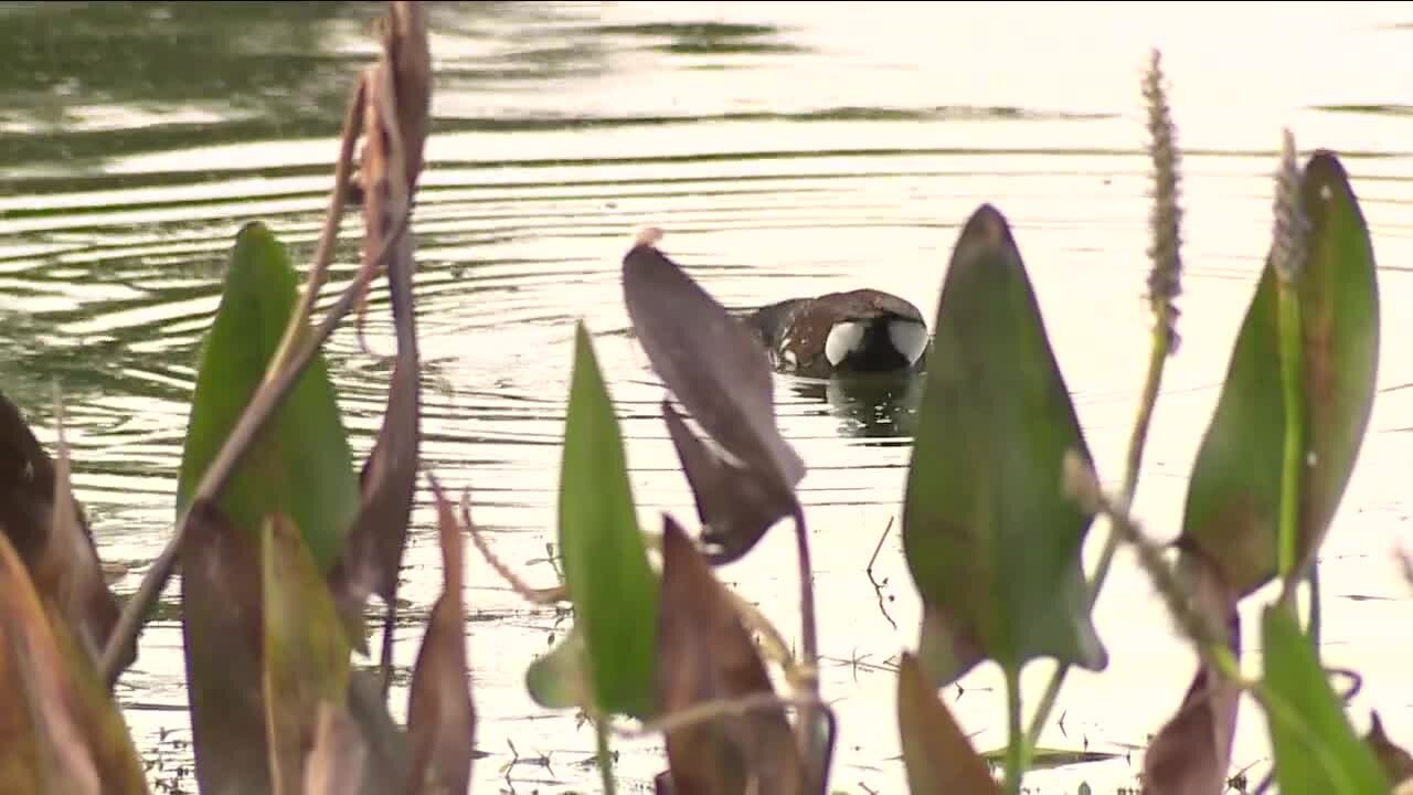 Eyewitness stunned after mother, 2 children found dead in submerged car in Lakeland