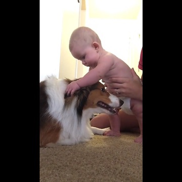 A Baby Is Introduced To A Dog. What Happens Next Will Brighten Your Day!