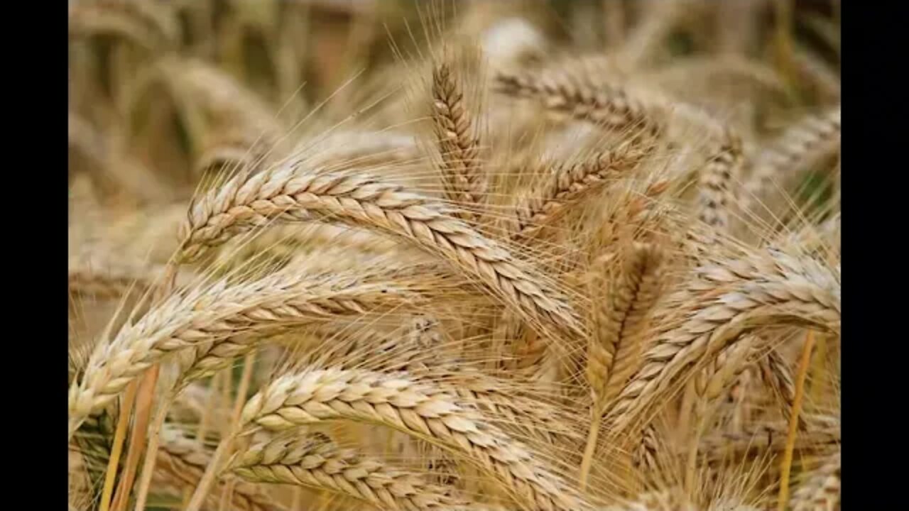Relaxing sounds for sleep - Locust sound in grainfield
