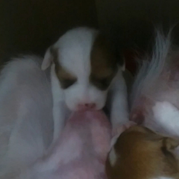 Quick! Look at these video of puppies