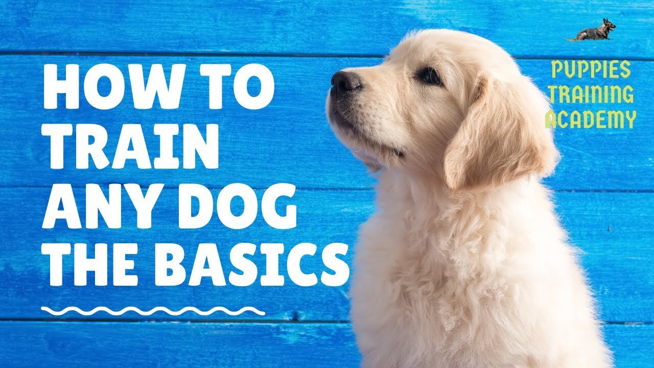 Basic Dog Training, How to Train ANY DOG the Basics and essential skills