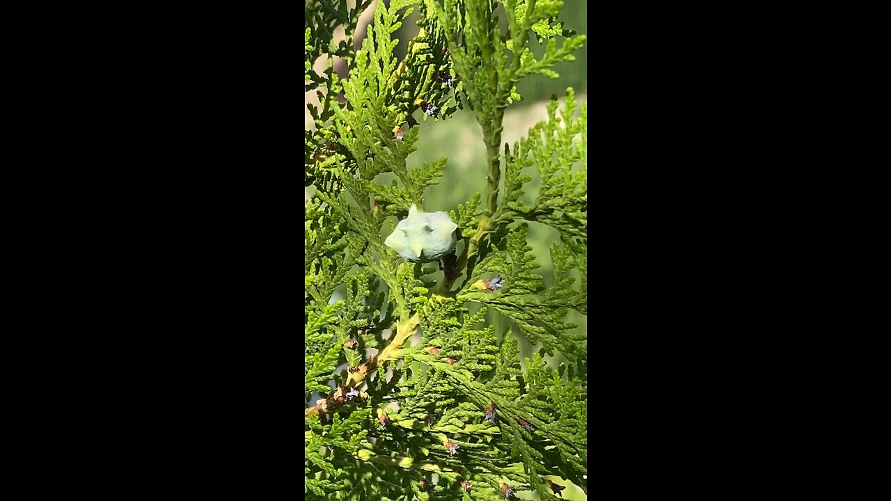 Nature in the City
