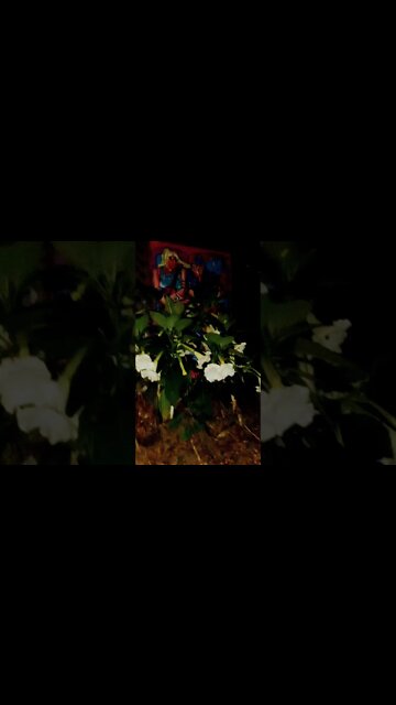 #EurekaSpringsArkansasMoonflower