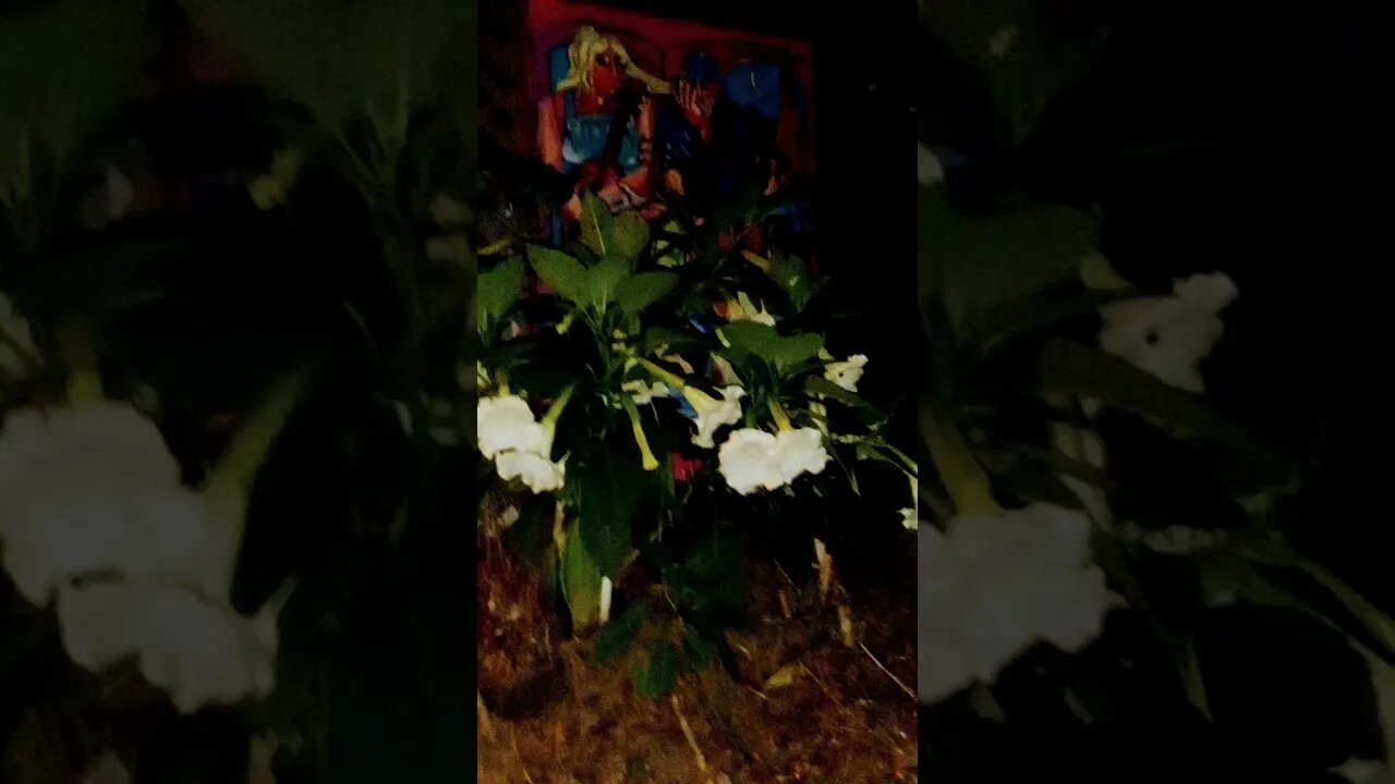 #EurekaSpringsArkansasMoonflower