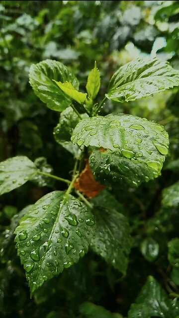 Rain With Romantic Music 🎶