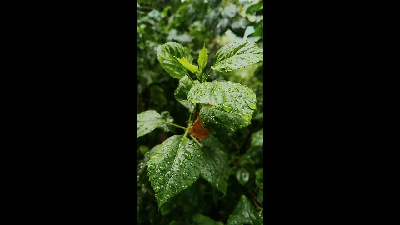 Rain With Romantic Music 🎶