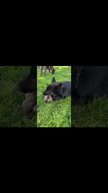 Afternoon snack 🐺😊 #shorts #lycanshepherd #shepherdmix #wholeprey #rawfeeding #freewarden