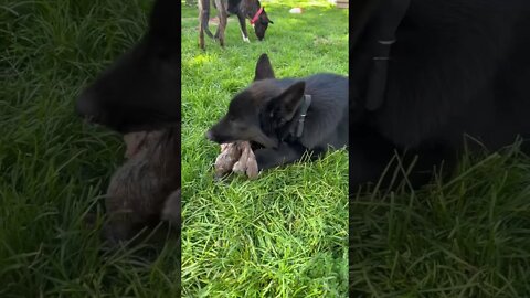 Afternoon snack 🐺😊 #shorts #lycanshepherd #shepherdmix #wholeprey #rawfeeding #freewarden