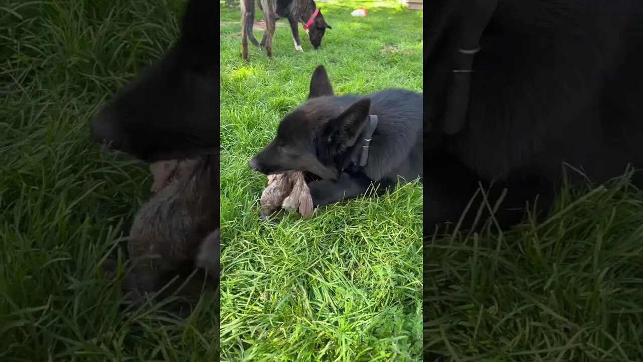 Afternoon snack 🐺😊 #shorts #lycanshepherd #shepherdmix #wholeprey #rawfeeding #freewarden