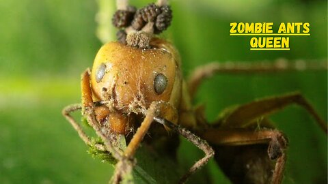 Zombie Ants Queen