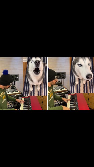 Howling Husky Gets Remixed Into Funny Song