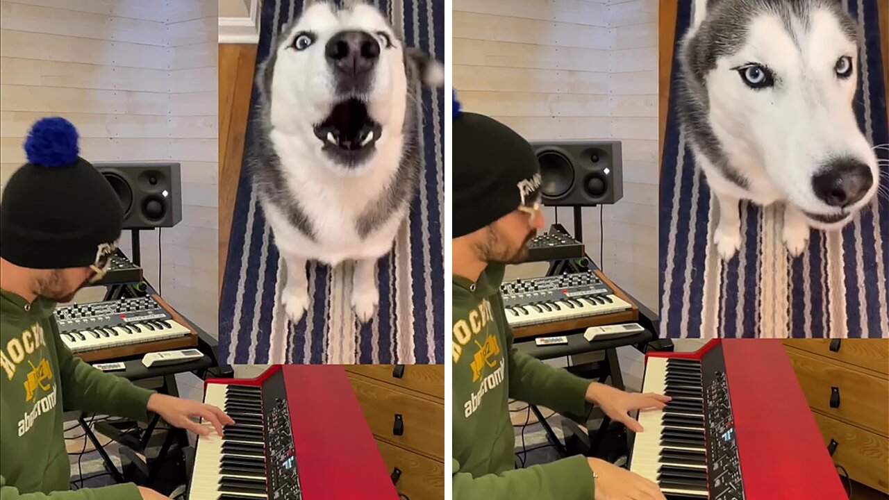 Howling Husky Gets Remixed Into Funny Song