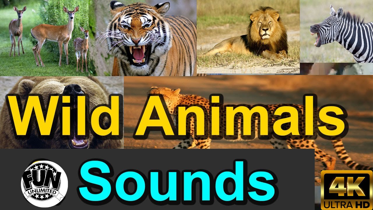 wild animals & sounds