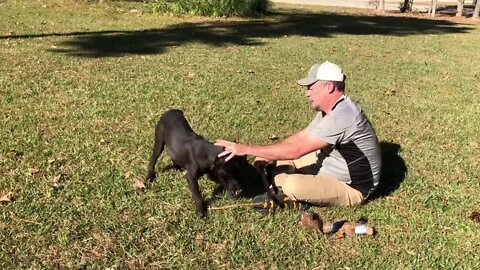 Ebony at 5 & 1/2 months (Frankie-Bomp x Pele)