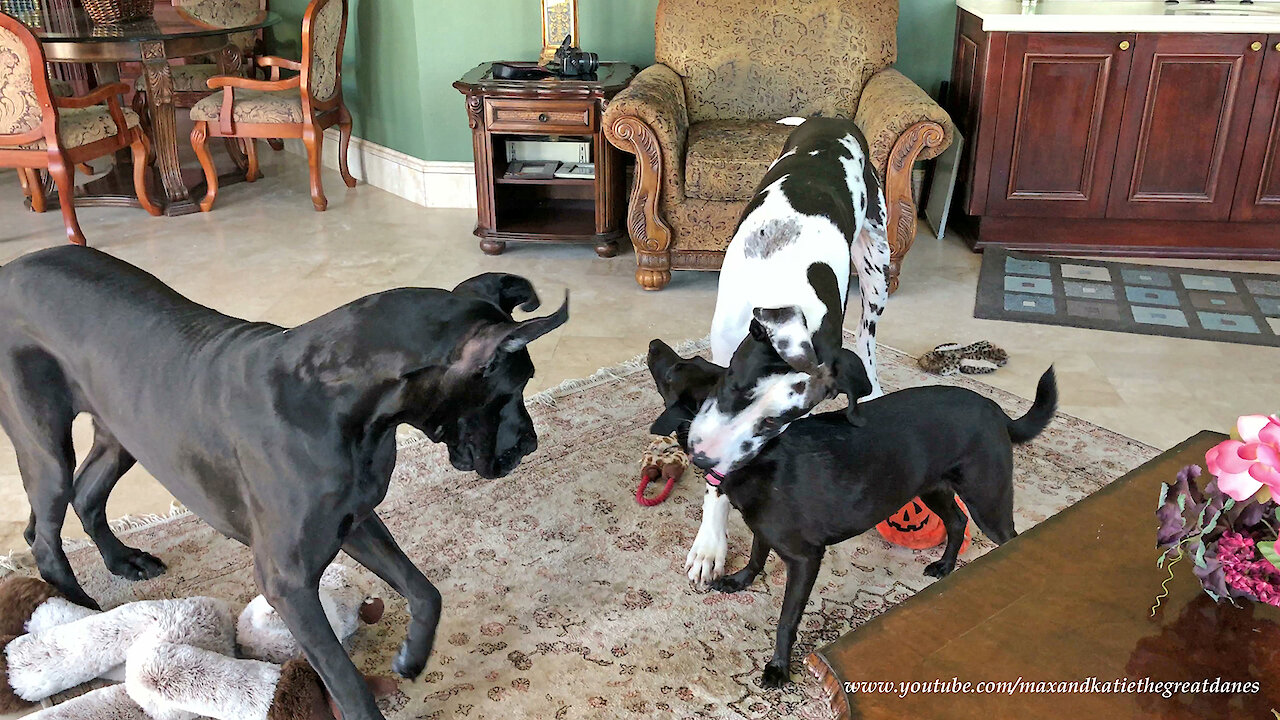 Great Dane loves to put dog friend's head in his mouth