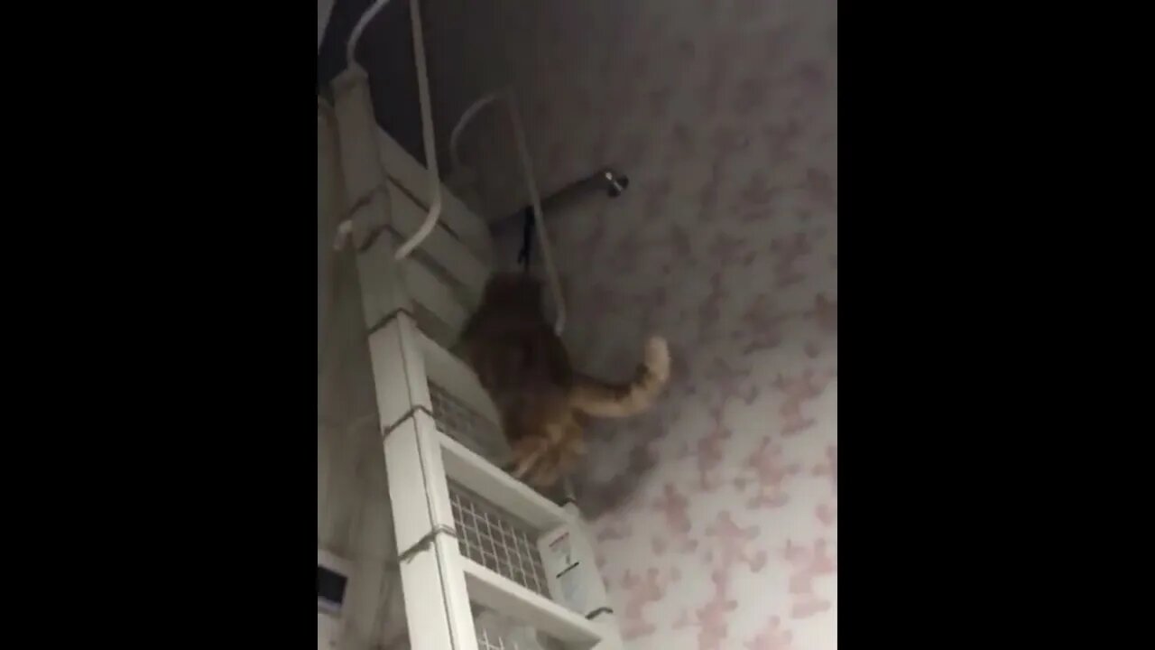 He is chonking up the stairs