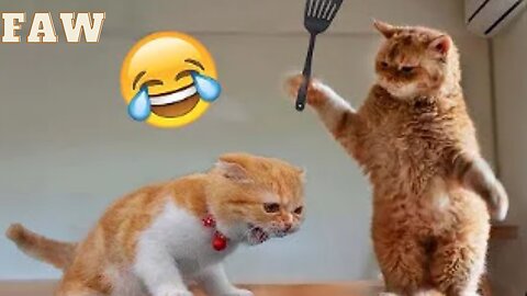 Funny and cutes animal videos