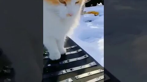 Skateboarding cat#USA