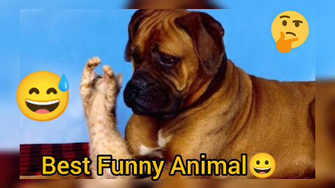 Best funny Animals