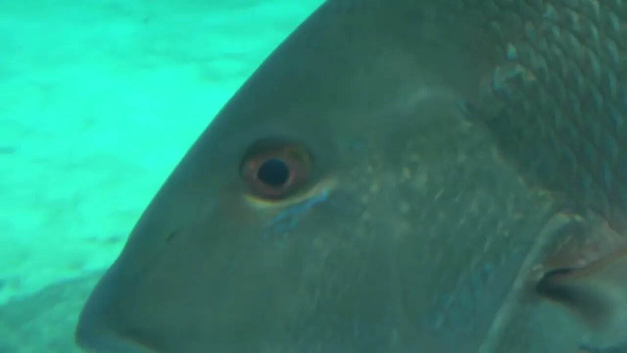 Tracking Large Fishes Face Closeup