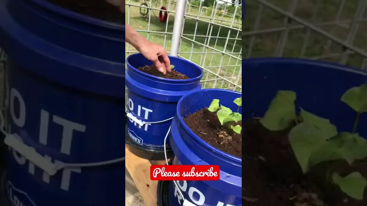 Growing Potatoes in Lowes Buckets (update/windy) 🥔 🪣 #shorts