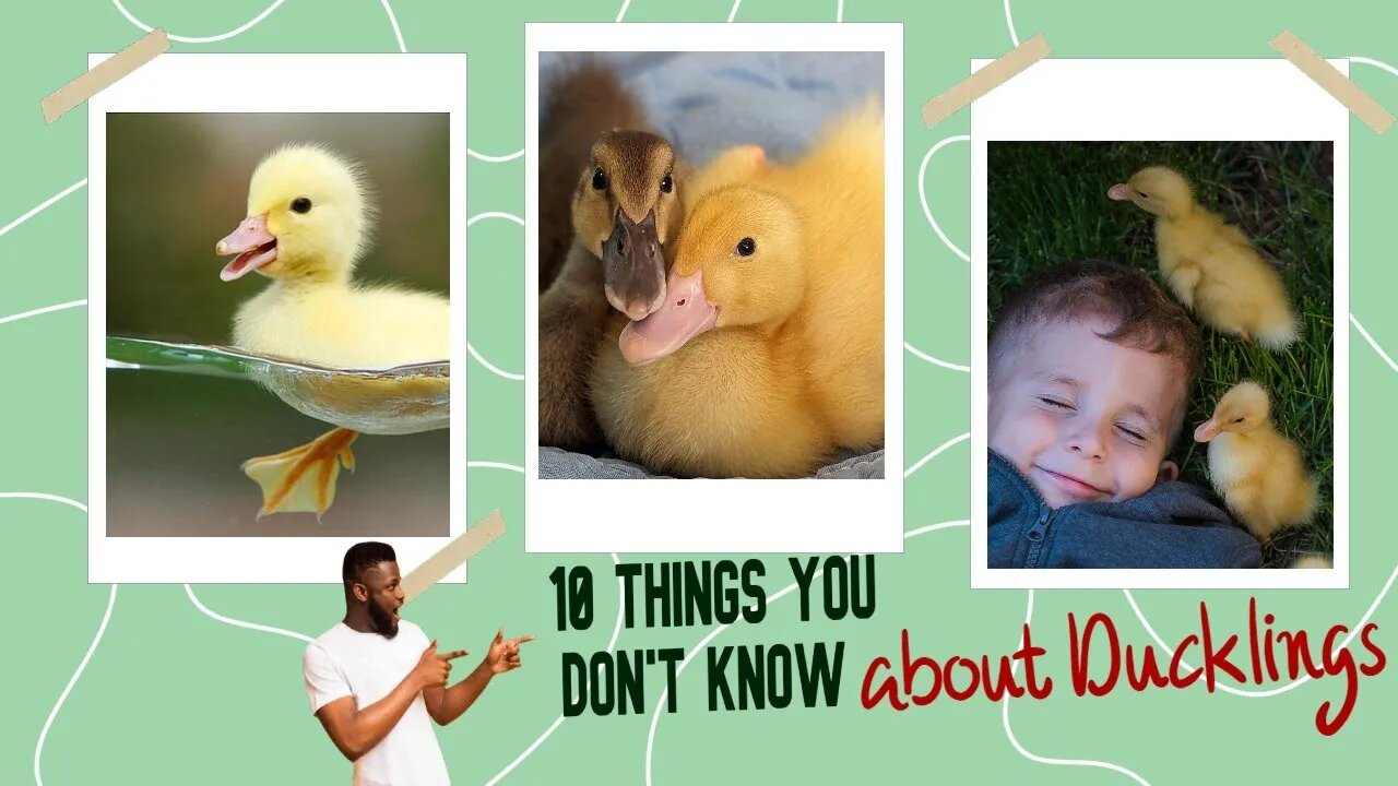 10 THINGS You Don't Know About Ducklings 😁🪿|#farming #food #duck #duckling #shorts #short #subscribe