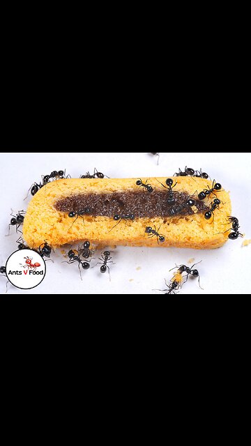 Ant Colony vs Fig Roll Time-Lapse #short