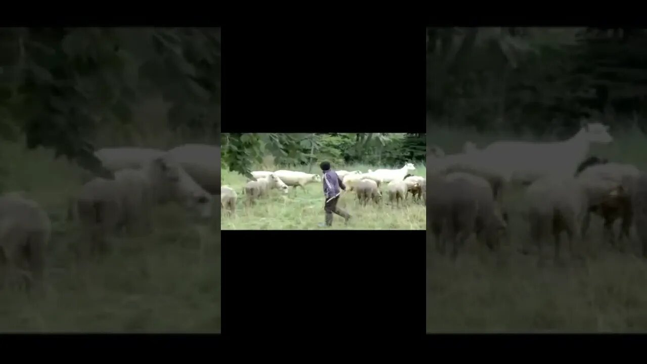 village animals /sheeps in village