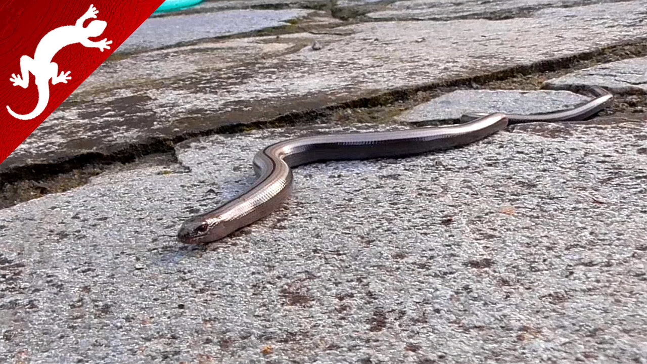 Legless lizard in the yard