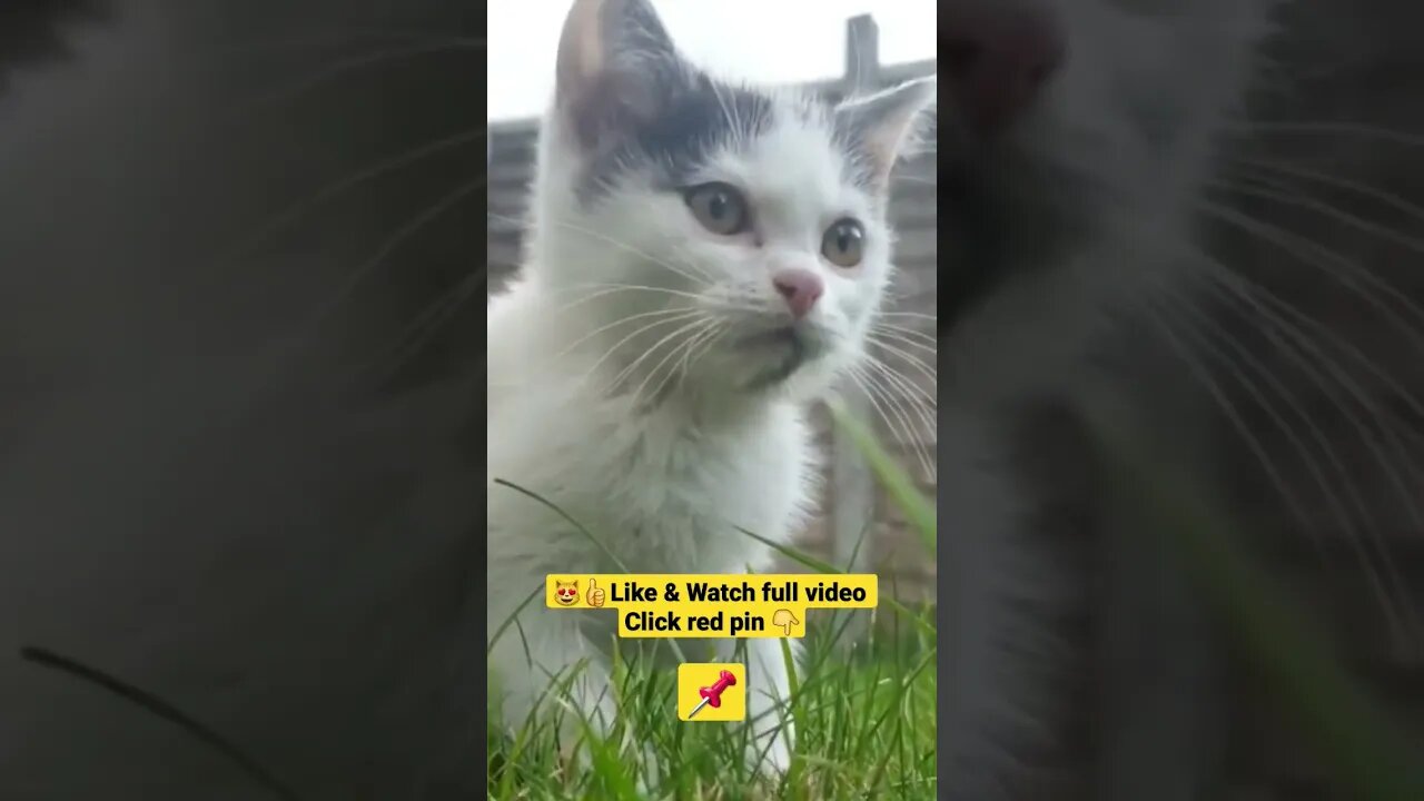 Cute Cat Funny Video 😂😹| #cutefunny #Cat #cutecats #shorts #funnycatsvideos #catsshorts #kity